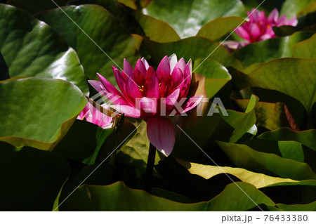 Blooming red lily on the water on a sunny day. Blooming red lily on the water on a sunny day. 76433380