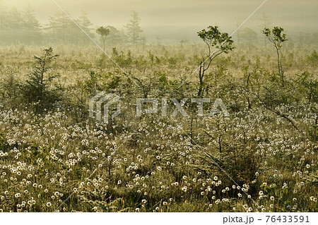朝霧と霜降りた戦場ヶ原にワタスゲの綿毛輝る群生地 朝霧と霜降りた戦場ヶ原にワタスゲの綿毛輝る群生地 76433591