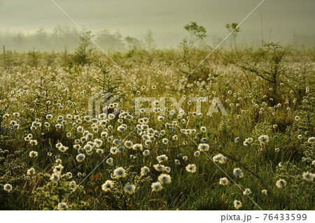 朝霧と霜降りた戦場ヶ原にワタスゲの綿毛輝る群生地 76433599