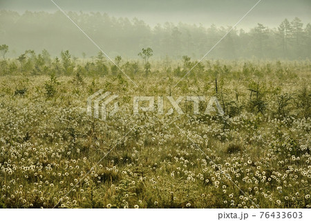 朝霧と霜降りた戦場ヶ原にワタスゲの綿毛輝る群生地 76433603