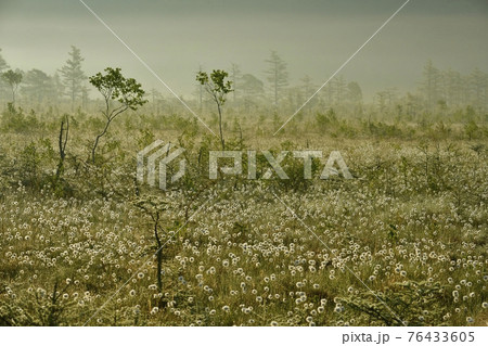朝霧と霜降りた戦場ヶ原にワタスゲの綿毛輝る群生地 76433605