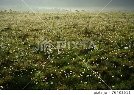 朝霧と霜降りた戦場ヶ原にワタスゲの綿毛輝る群生地 76433611