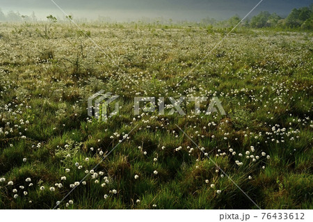 朝霧と霜降りた戦場ヶ原にワタスゲの綿毛輝る群生地 76433612