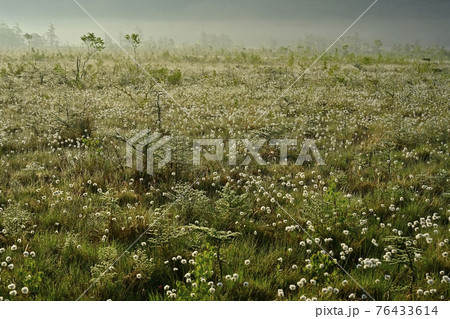 朝霧と霜降りた戦場ヶ原にワタスゲの綿毛輝る群生地 76433614