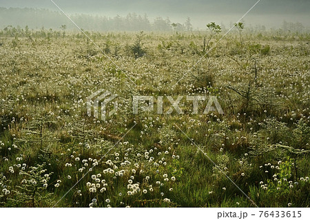 朝霧と霜降りた戦場ヶ原にワタスゲの綿毛輝る群生地 76433615