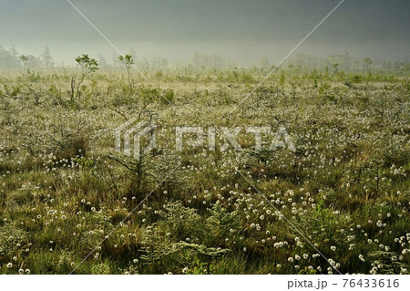 朝霧と霜降りた戦場ヶ原にワタスゲの綿毛輝る群生地 76433616