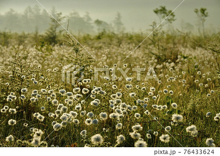朝霧と霜降りた戦場ヶ原にワタスゲの綿毛輝る群生地 76433624