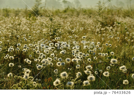 朝霧と霜降りた戦場ヶ原にワタスゲの綿毛輝る群生地 76433626
