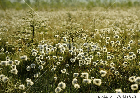 朝霧と霜降りた戦場ヶ原にワタスゲの綿毛輝る群生地 76433628
