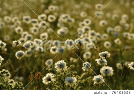 朝霧と霜降りた戦場ヶ原にワタスゲの綿毛輝る群生地 76433638