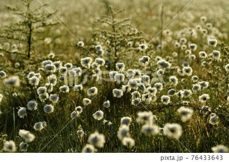 朝霧と霜降りた戦場ヶ原にワタスゲの綿毛輝る群生地 76433643