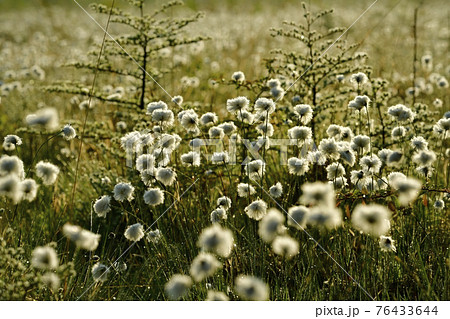 朝霧と霜降りた戦場ヶ原にワタスゲの綿毛輝る群生地 朝霧と霜降りた戦場ヶ原にワタスゲの綿毛輝る群生地 76433644