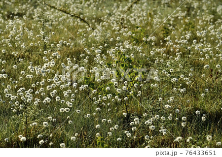 朝霧と霜降りた戦場ヶ原にワタスゲの綿毛輝る群生地 76433651