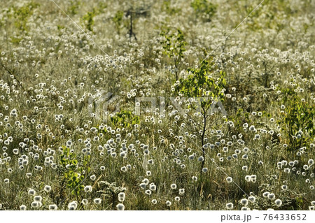 朝霧と霜降りた戦場ヶ原にワタスゲの綿毛輝る群生地 76433652