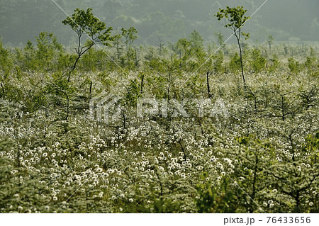 朝霧と霜降りた戦場ヶ原にワタスゲの綿毛輝る群生地 76433656