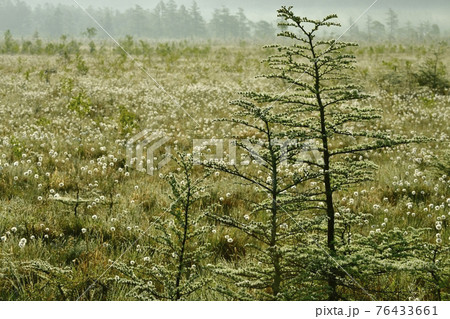 朝霧と霜降りた戦場ヶ原にワタスゲの綿毛輝る群生地 76433661
