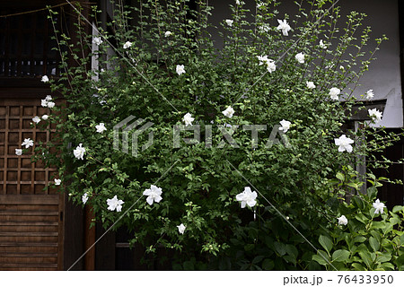 八坂神社ゆかりの花　白祇園守 76433950
