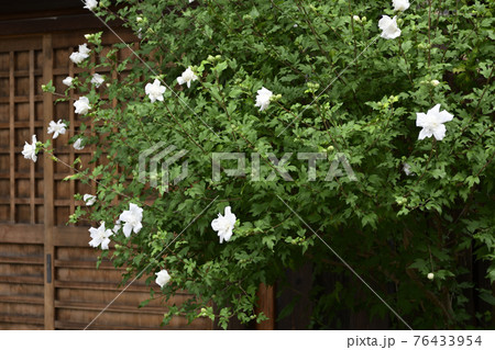 八坂神社ゆかりの花　白祇園守 76433954