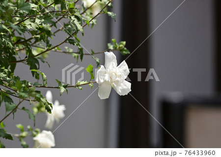 八坂神社ゆかりの花 白祇園守の写真素材