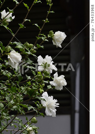 八坂神社ゆかりの花　白祇園守 76433968