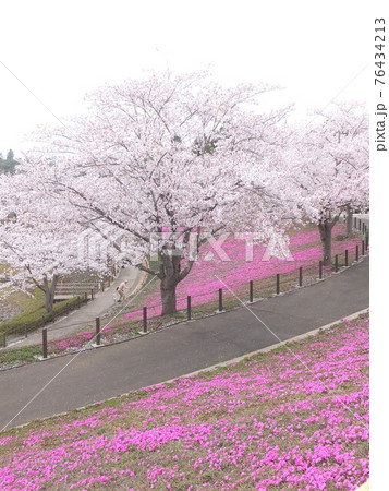 桜と芝桜 76434213