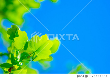 ユリノキの若葉 76434223