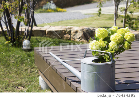 春の素敵なアジサイの花 春の素敵なアジサイの花 76434295