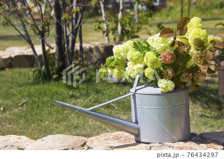 春の素敵なアジサイの花 春の素敵なアジサイの花 76434297