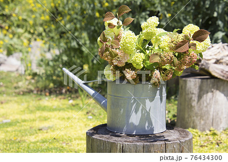 春の素敵なアジサイの花 76434300