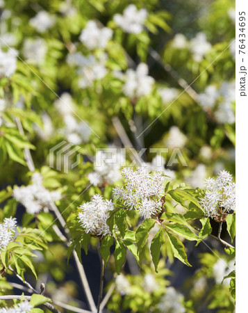 アオダモの花 76434695