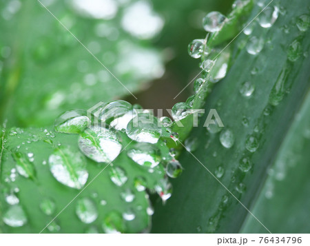 水滴があふれる、雨上がりの野菜畑　クローズアップ 76434796