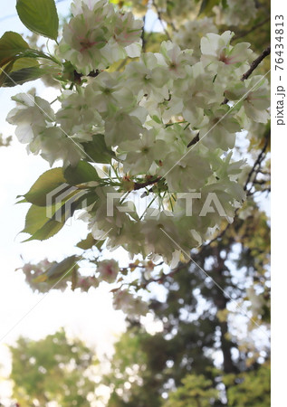 うこん桜 うこん桜 76434813