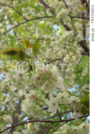 うこん桜 うこん桜 76434815