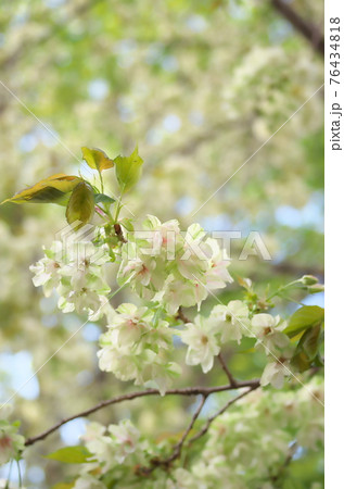 うこん桜 うこん桜 76434818