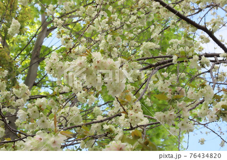 うこん桜 うこん桜 76434820