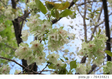 うこん桜 うこん桜 76434821
