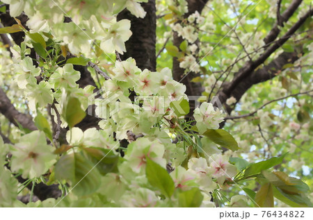 うこん桜 うこん桜 76434822