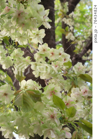 うこん桜 うこん桜 76434824