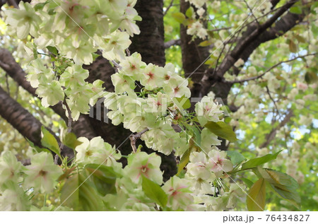 うこん桜 うこん桜 76434827