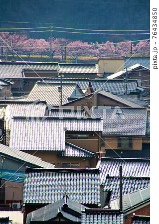 甍の波と桜並木の写真素材