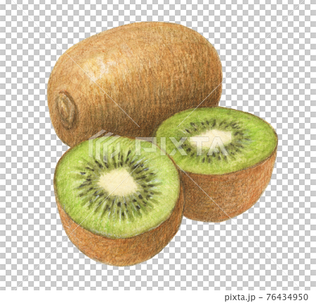 キウイフルーツ 手描き 水彩色えんぴつ画のイラスト素材 [76434950