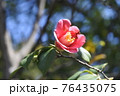 開花した一輪の椿 76435075