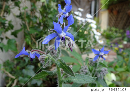 庭に咲いた青い花 ボリジ ルリジサ の写真素材
