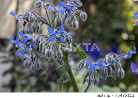 青いボリジ ルリジサ の花と蕾をアップの写真素材