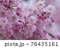 満開の枝垂れ桜 76435161