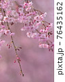 風に揺れる枝垂れ桜 76435162