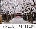 満開の桜並木の先にある赤い橋 76435164