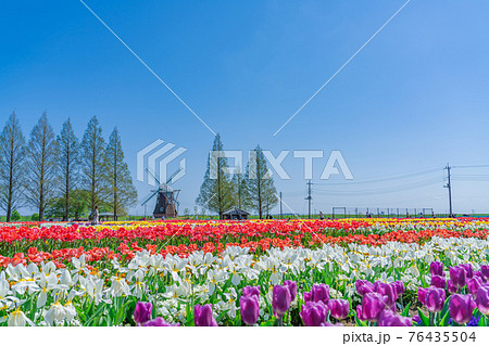 日本の春 千葉県柏市 あけぼの山農業公園のチューリップ 76435504