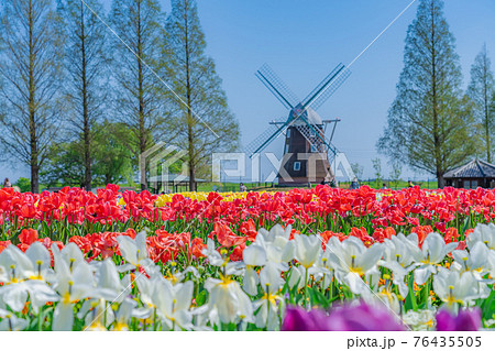 日本の春 千葉県柏市 あけぼの山農業公園のチューリップ 76435505