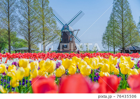 日本の春 千葉県柏市 あけぼの山農業公園のチューリップ 76435506